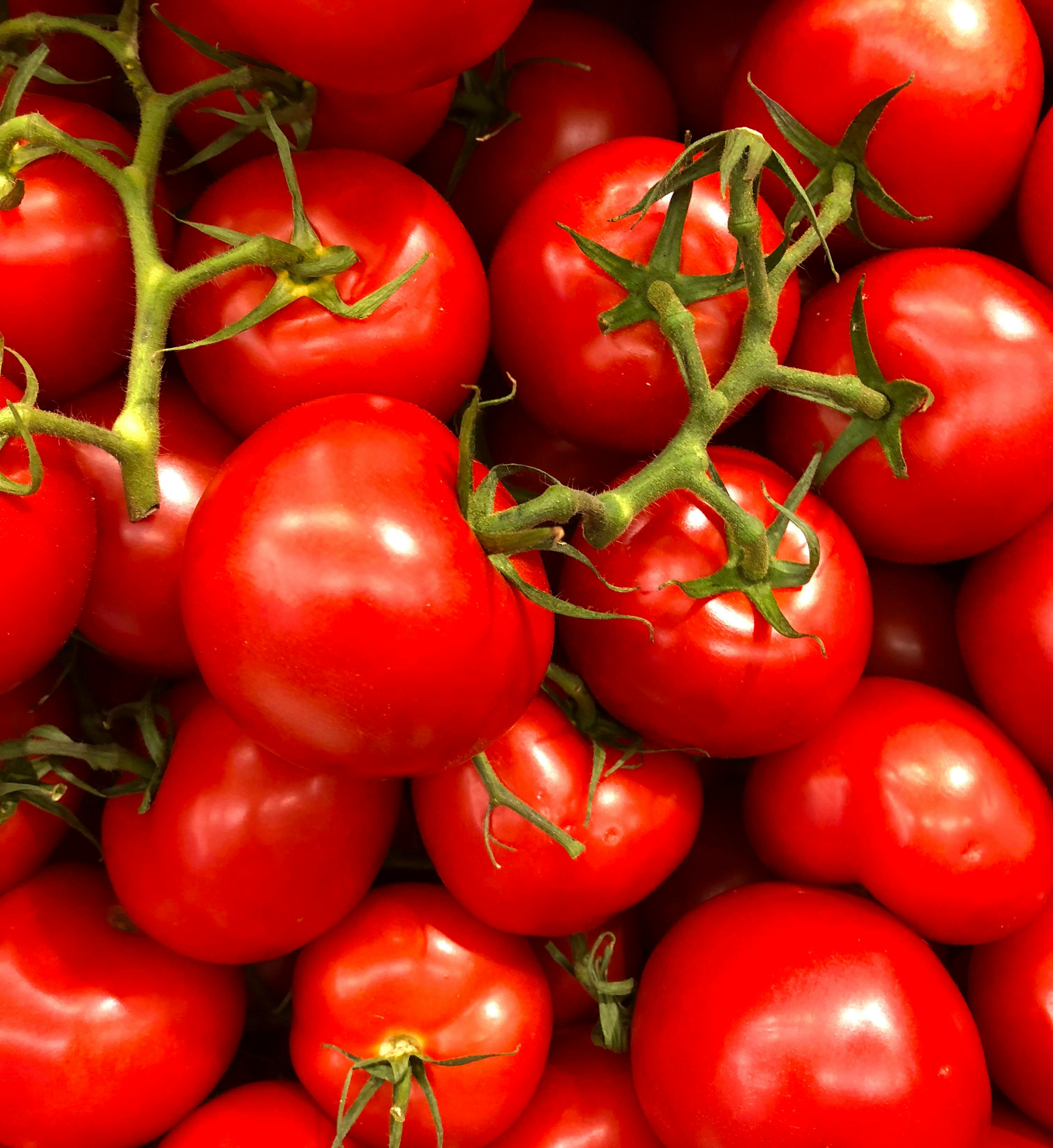 Use of Bioristor on tomato plants