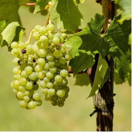 Italian Table Grapes Exports Continue to Grow: The Best Italian Varieties